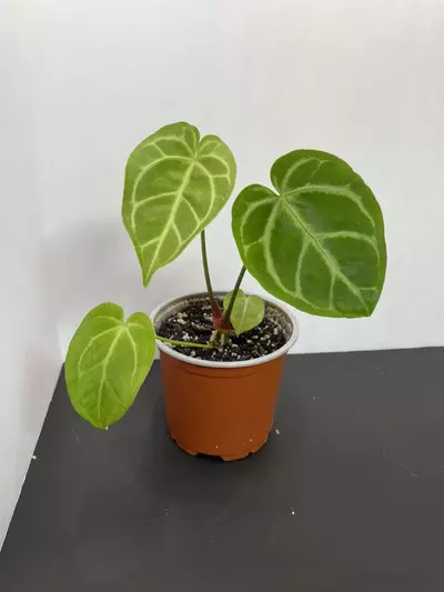 plant/Anthurium NoID-0-thumbnail