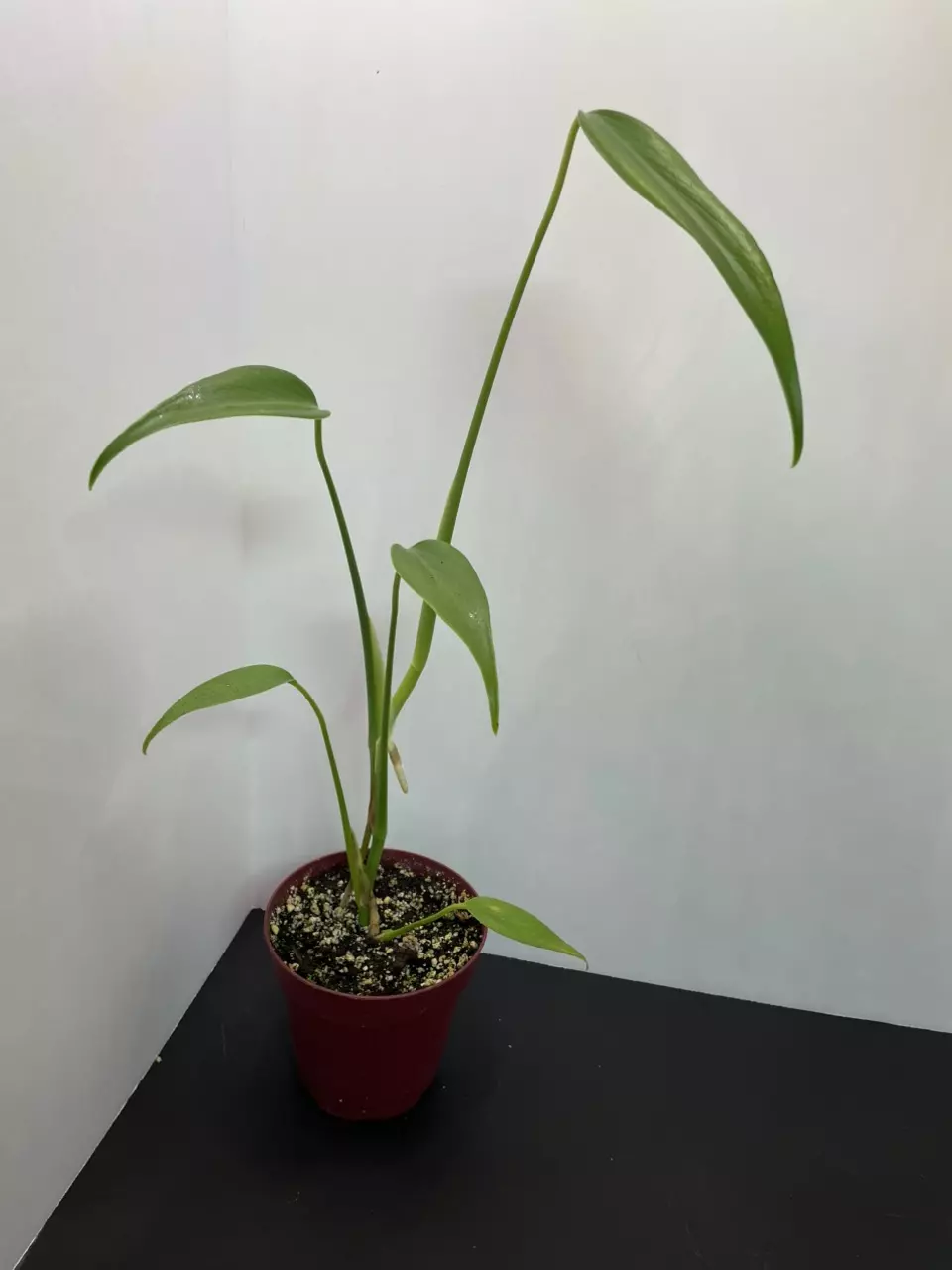 plant/Monstera Burle Marx Flame-1