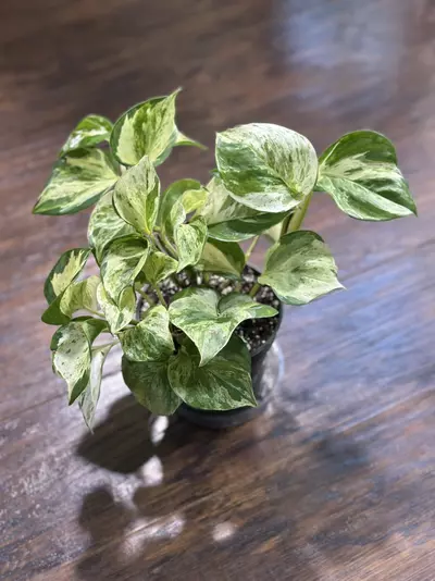 plant/Manjula Pothos plant-1-thumbnail