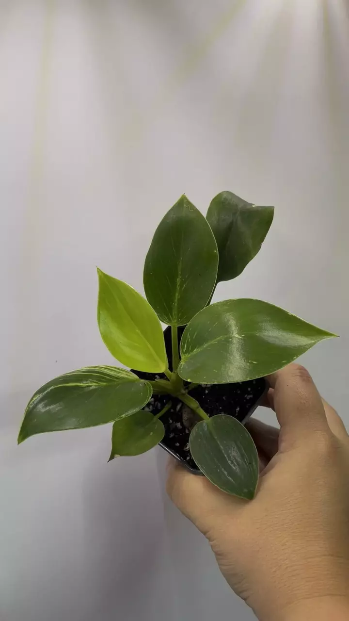 plant/Philodendron Birkin-2