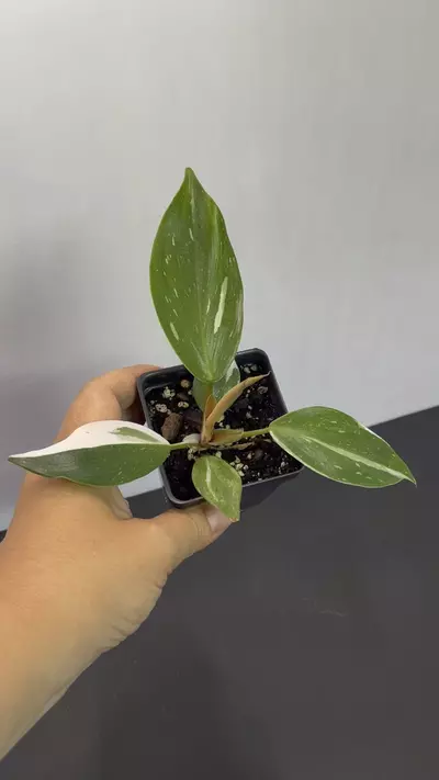 plant/Philodendron White Knight-2-thumbnail