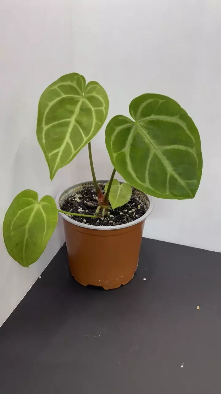 plant/Anthurium NoID-1