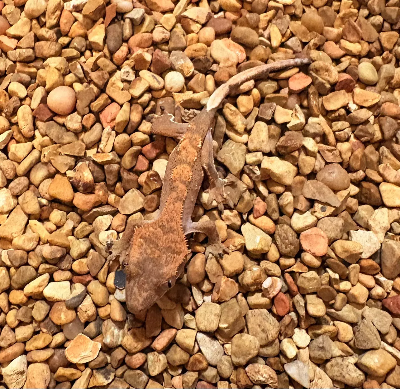 plant/Desert Drizzle-0