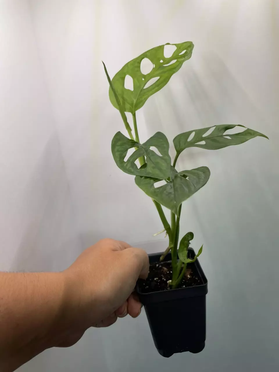 plant/Monstera Adonsonii | Swiss cheese plant-1