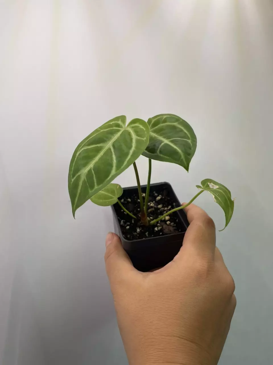 plant/Anthurium NoID-1