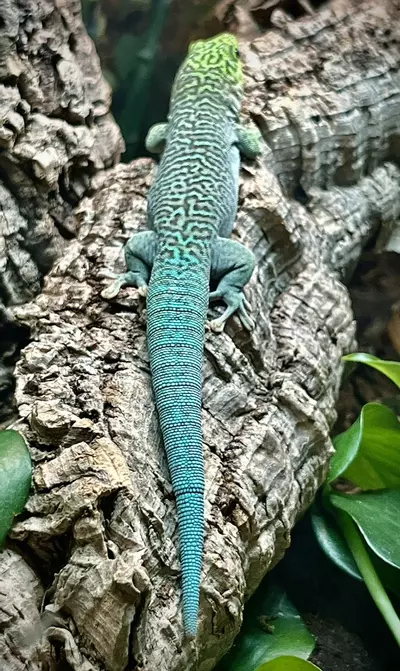 plant/Standing Day Gecko (Pair) (HIGH BLUE LINE)-0-thumbnail