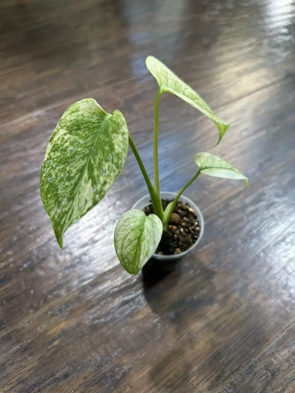 plant/Monstera Mint plant-1