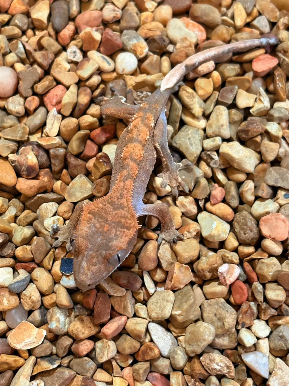 plant/Desert Drizzle-1