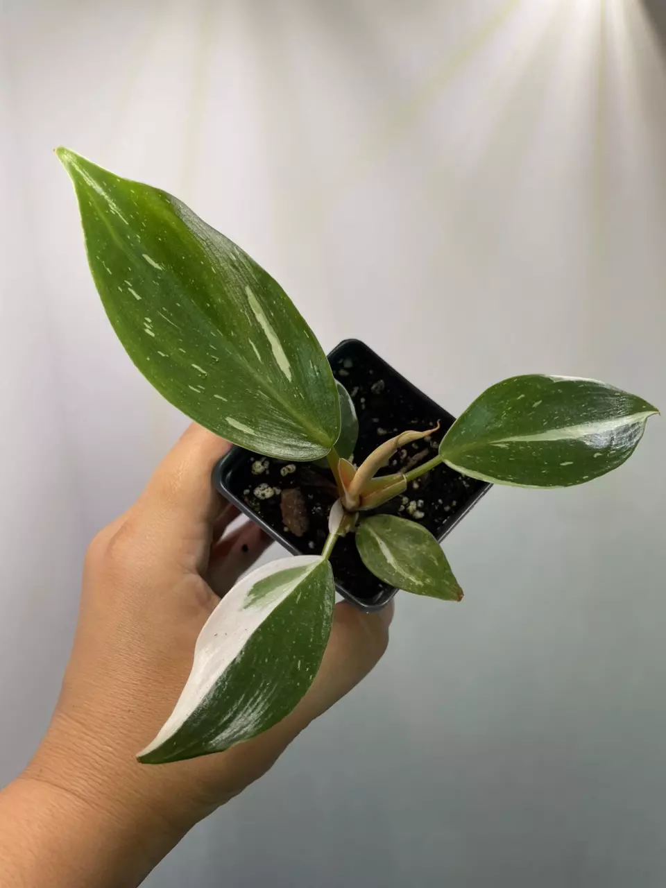 plant/Philodendron White Knight-0