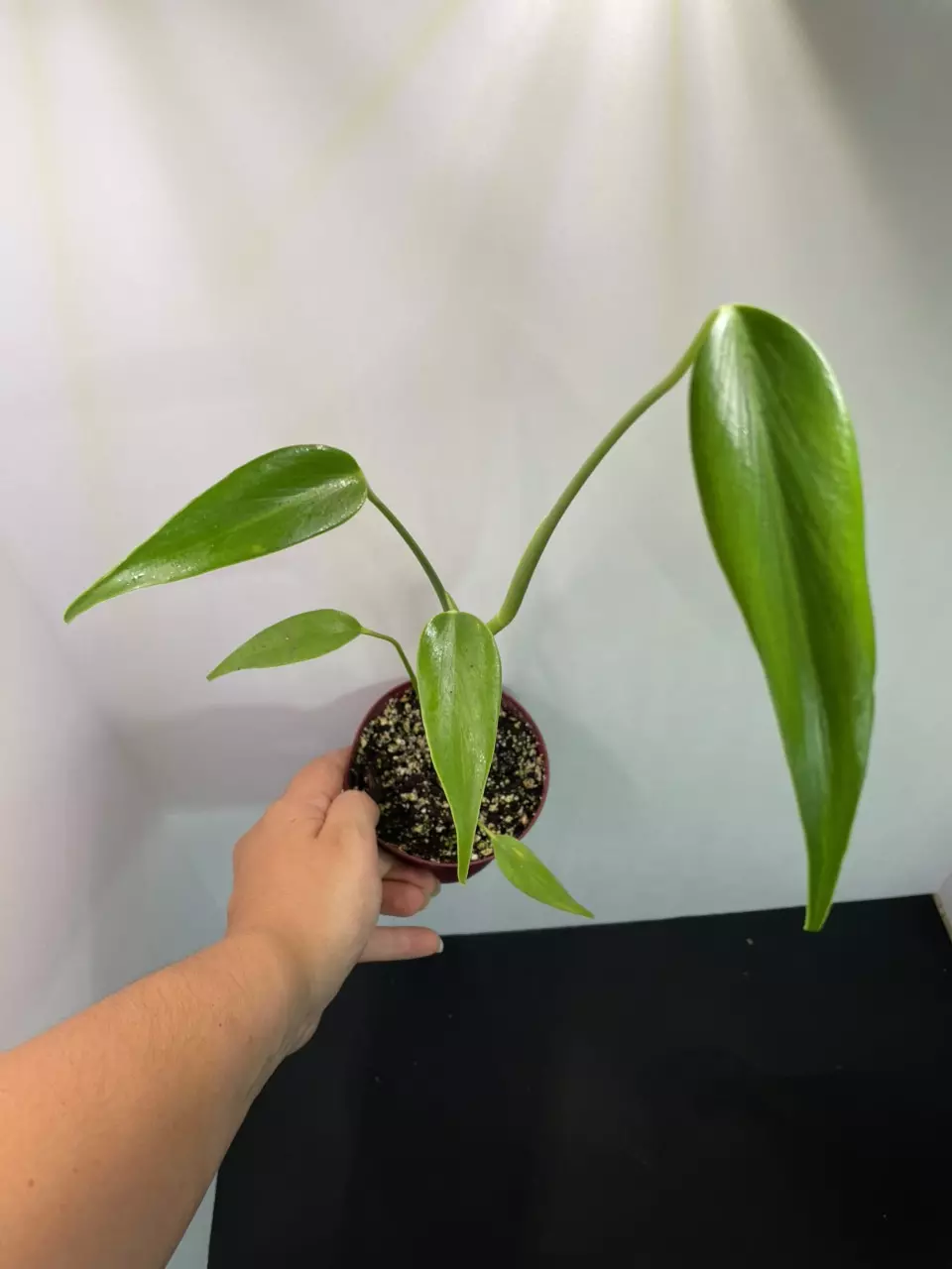 plant/Monstera Burle Marx Flame-0