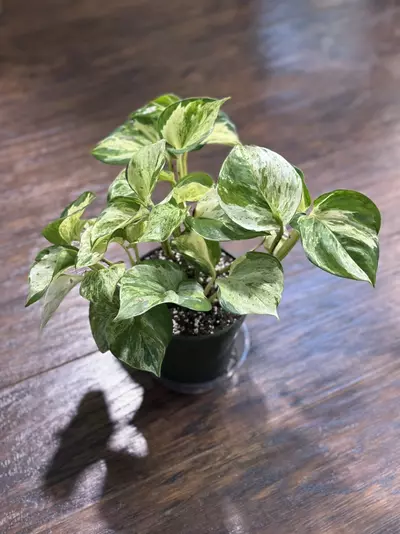 plant/Manjula Pothos plant-0-thumbnail