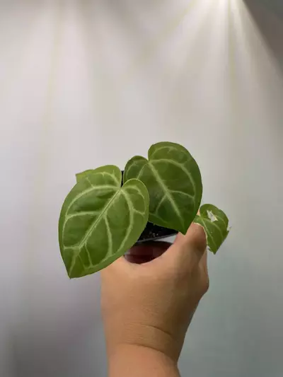 plant/Anthurium NoID-0-thumbnail