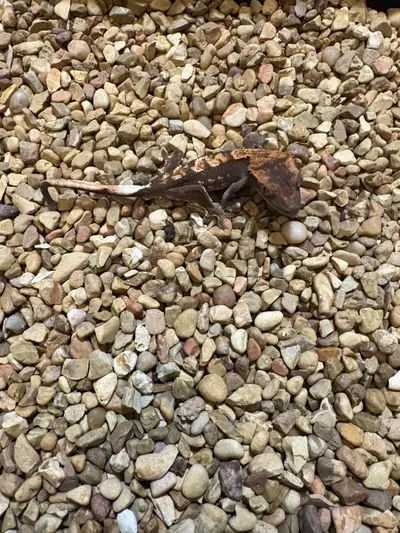 plant/Molten Drizzle-1-thumbnail