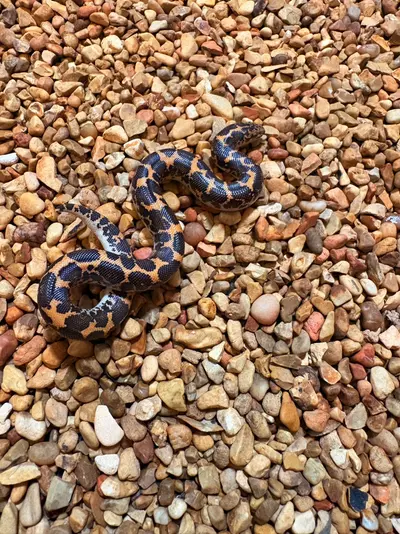 plant/Normal Kenyan Sand Boa (Het for Albino & Areny) Tiger-0-thumbnail
