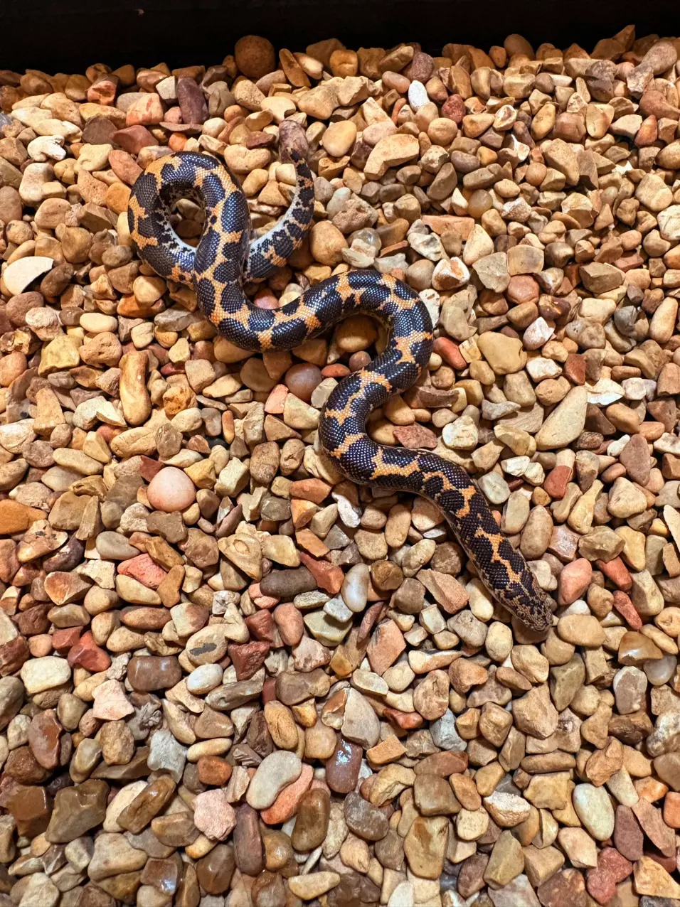 plant/Normal Kenyan Sand Boa (Het for Albino & Areny) Tiger-1