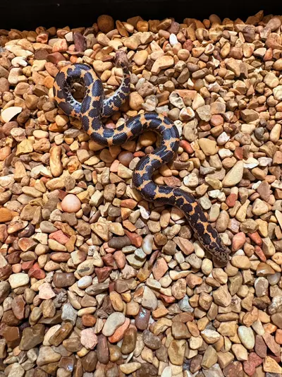plant/Normal Kenyan Sand Boa (Het for Albino & Areny) Tiger-1-thumbnail