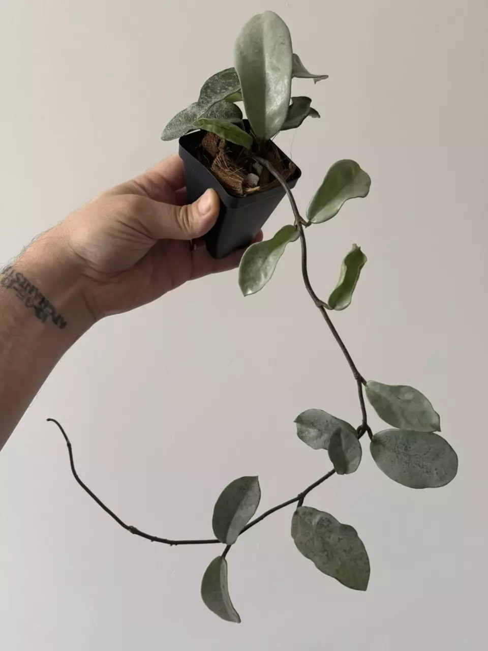 plant/Hoya Nova Ghost-0