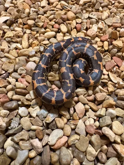 plant/Normal Kenyan Sand Boa (Het for Albino & Areny) Brownie-0-thumbnail