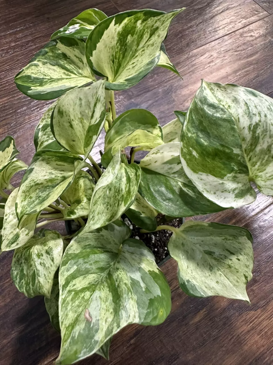 plant/Manjula Pothos plant-3
