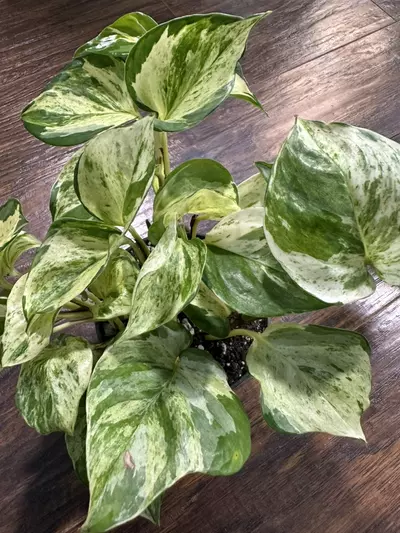 plant/Manjula Pothos plant-3-thumbnail