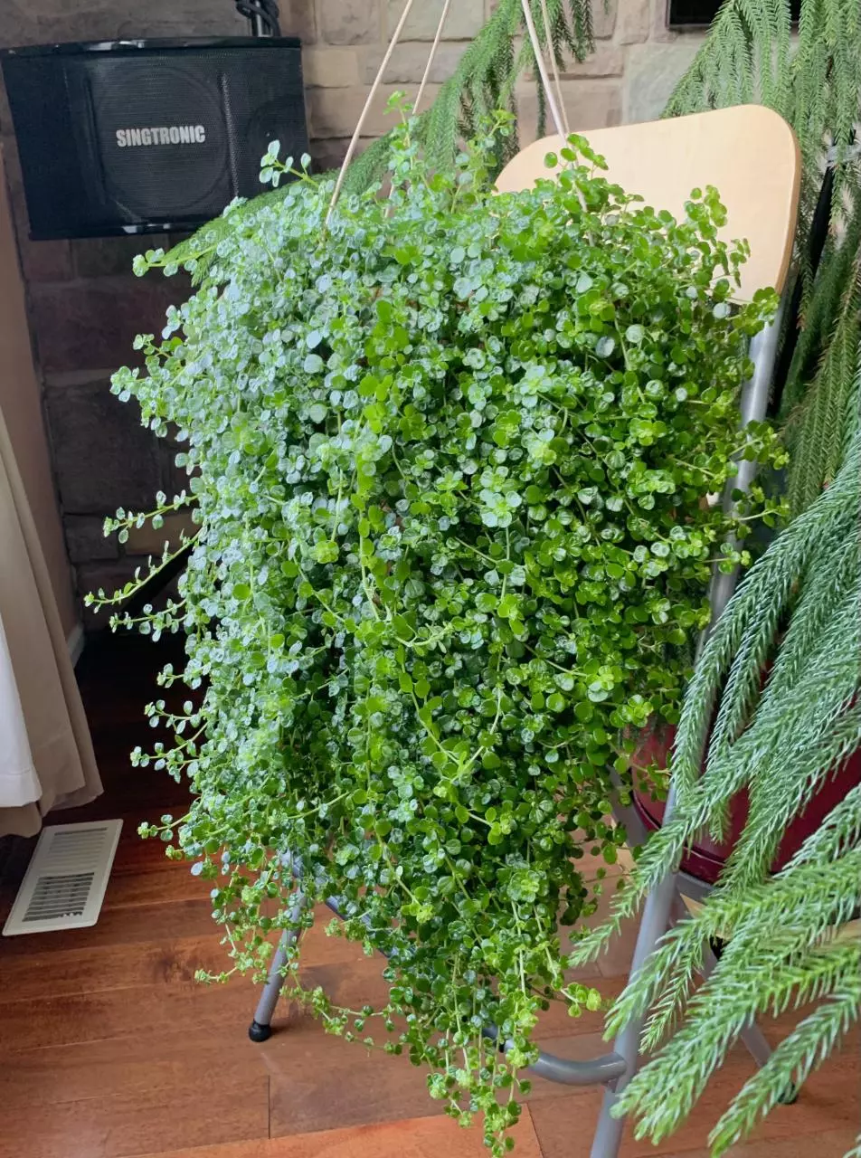 plant/Pilea depressa Depressed clearweed Kiereweed Baby tears LIVE PLANT-0