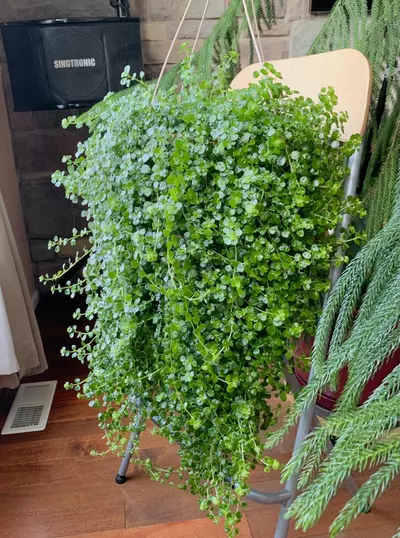 plant/Pilea depressa Depressed clearweed Kiereweed Baby tears LIVE PLANT-0-thumbnail