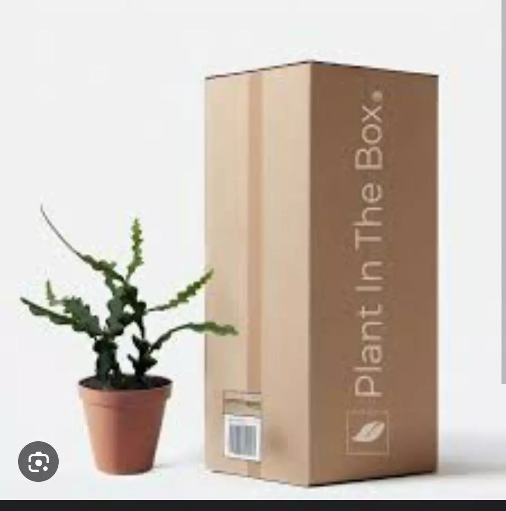 plant/Shipped in pot 6+ plants-0