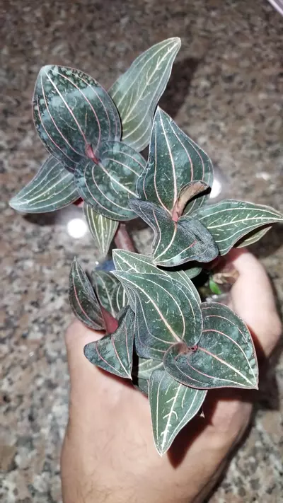 plant/Jewel orchid (Ludisia discolor)-0-thumbnail