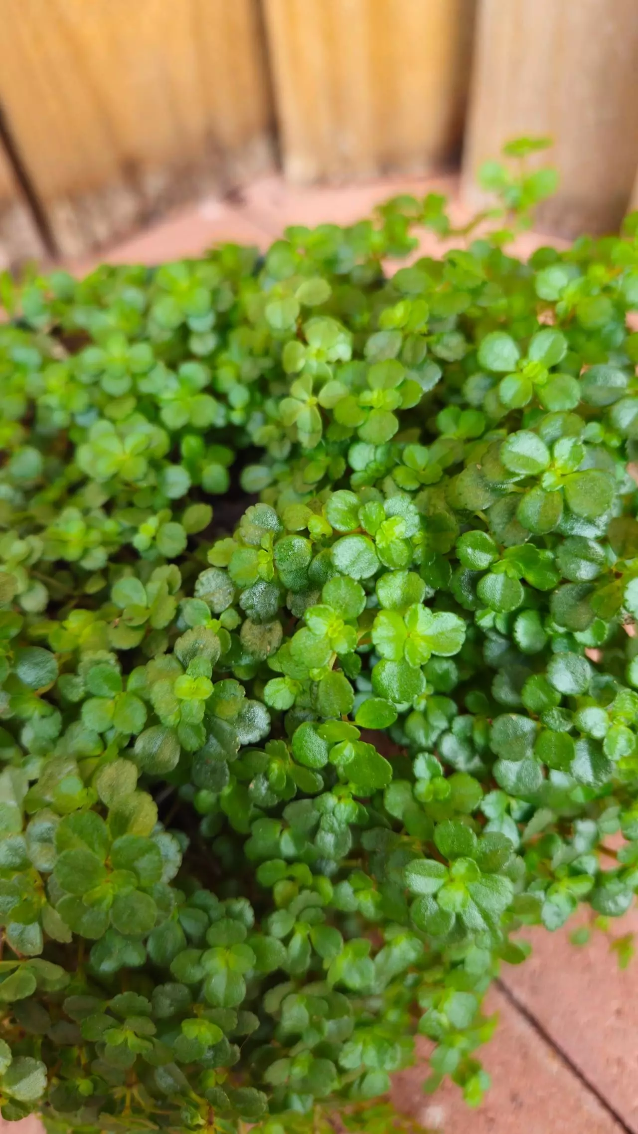 plant/Pilea depressa Depressed clearweed Kiereweed Baby tears LIVE PLANT-4