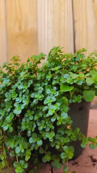 plant/Pilea depressa Depressed clearweed Kiereweed Baby tears LIVE PLANT-3-thumbnail