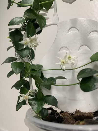 plant/Hoya IM-08-2-thumbnail