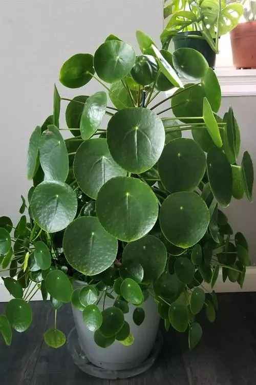 plant/Chinese Money Plant Pilea peperomioides LIVE PLANT-0