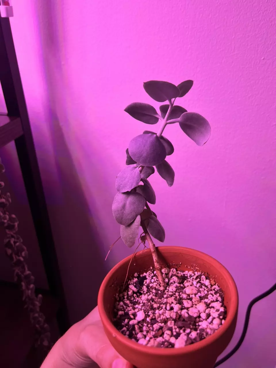 plant/Silver Teaspoon Succulent-1