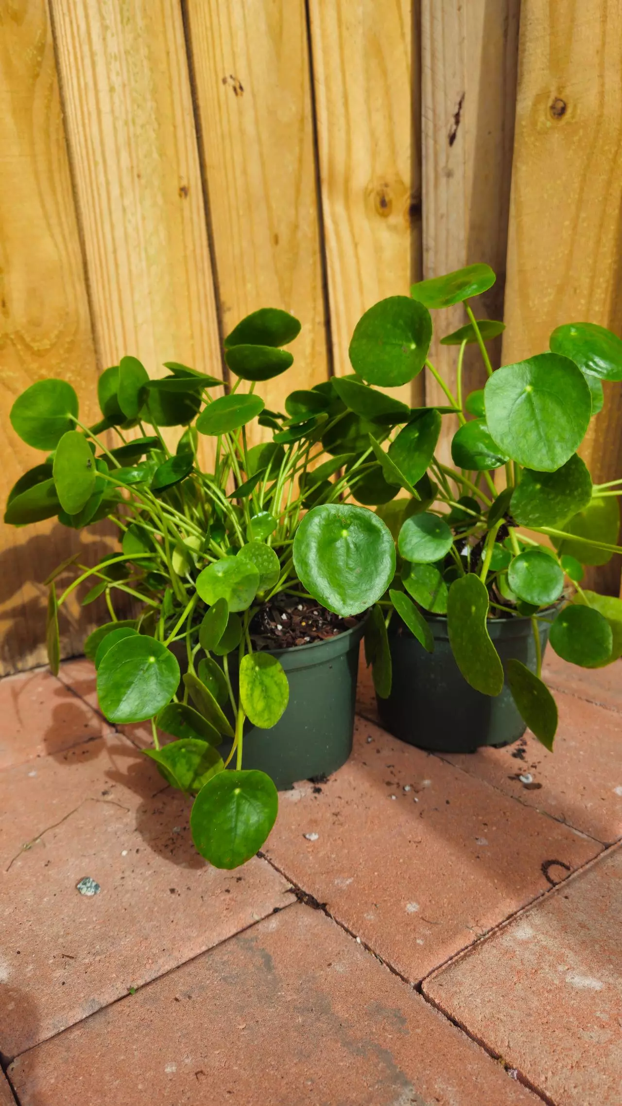 plant/Chinese Money Plant Pilea peperomioides LIVE PLANT-5