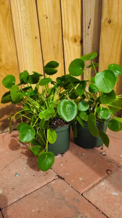 plant/Chinese Money Plant Pilea peperomioides LIVE PLANT-5-thumbnail
