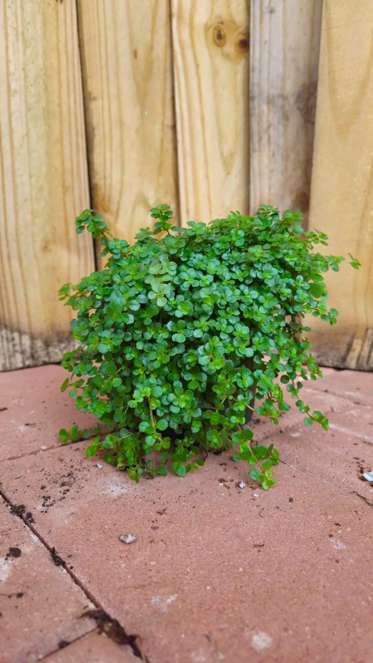 plant/Pilea depressa Depressed clearweed Kiereweed Baby tears LIVE PLANT-1