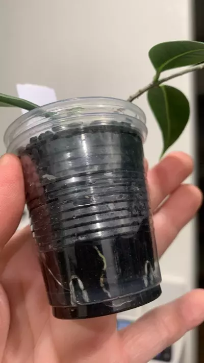 plant/Hoya linavergarae-1-thumbnail