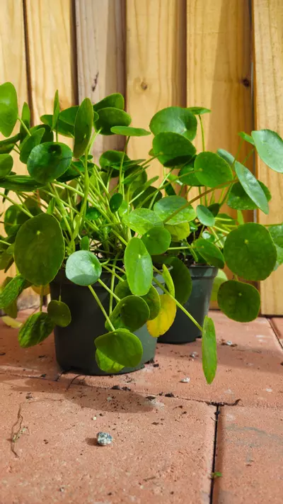 plant/Chinese Money Plant Pilea peperomioides LIVE PLANT-3-thumbnail