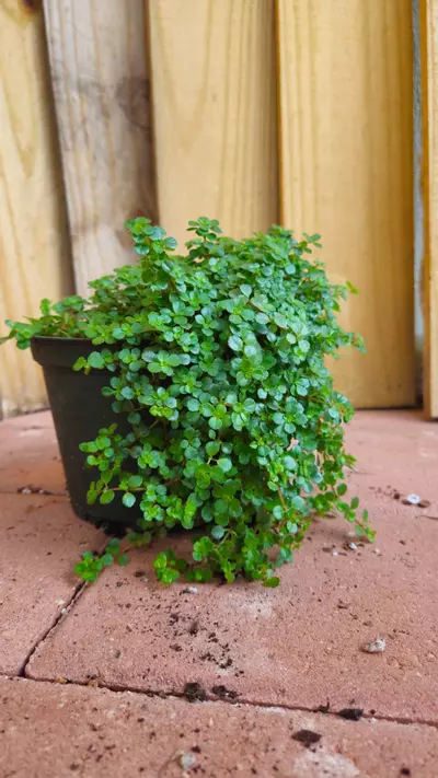 plant/Pilea depressa Depressed clearweed Kiereweed Baby tears LIVE PLANT-2-thumbnail