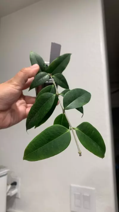 plant/Hoya linavergarae-0-thumbnail
