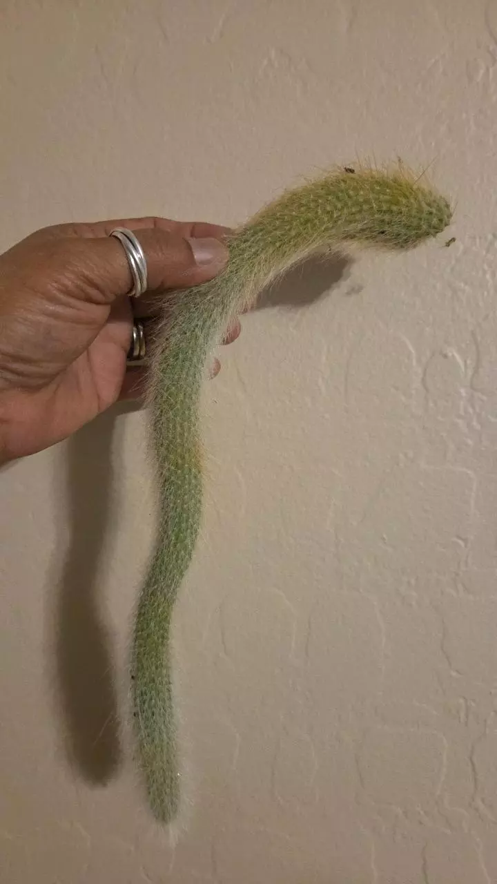 plant/Monkey Tail Cutting-0