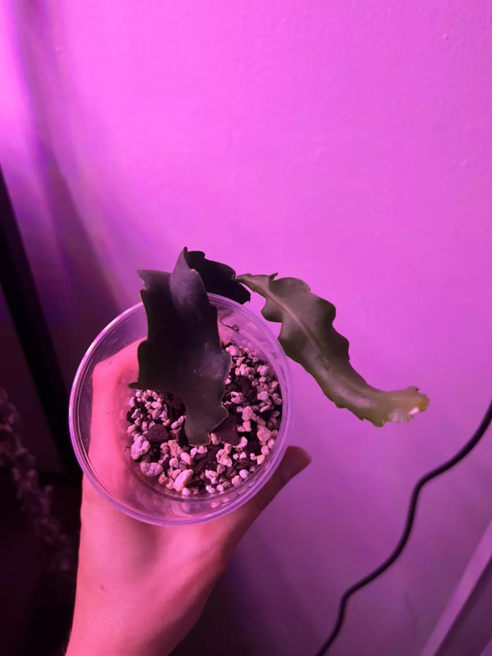 plant/Curly Orchid Cactus-0