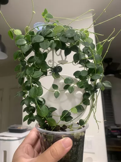 plant/Hoya IM-08-0-thumbnail