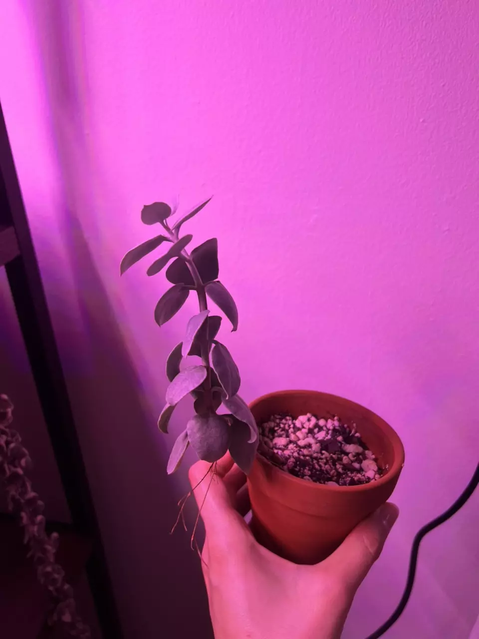 plant/Silver Teaspoon Succulent-2