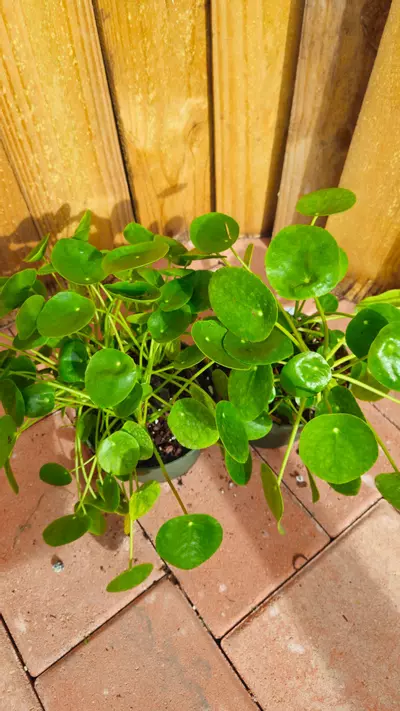 plant/Chinese Money Plant Pilea peperomioides LIVE PLANT-4-thumbnail