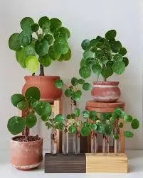 plant/Chinese Money Plant Pilea peperomioides LIVE PLANT-1