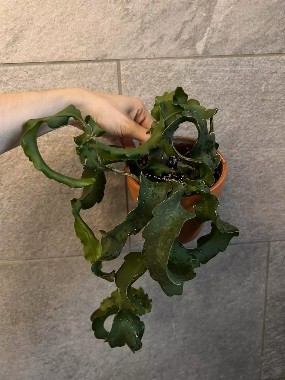 plant/Curly Orchid Cactus-2