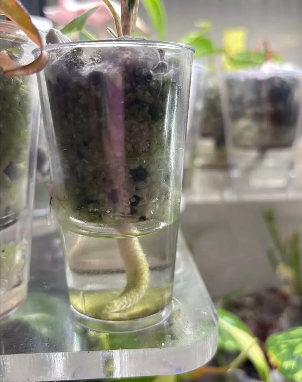 free_shipping/Add on - send a corm cup-0