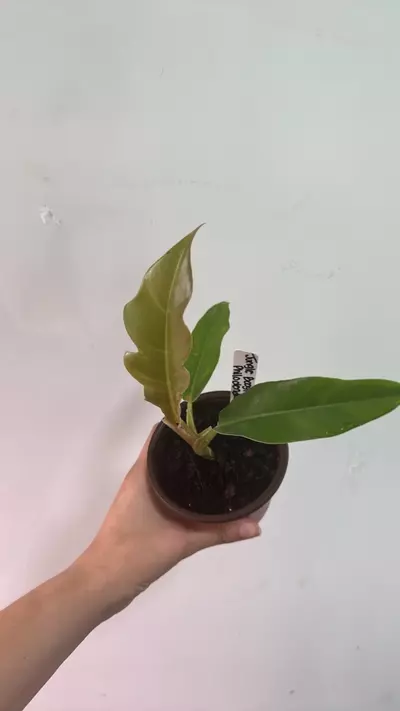 plant/Jungle Boogie Philodendron-0-thumbnail