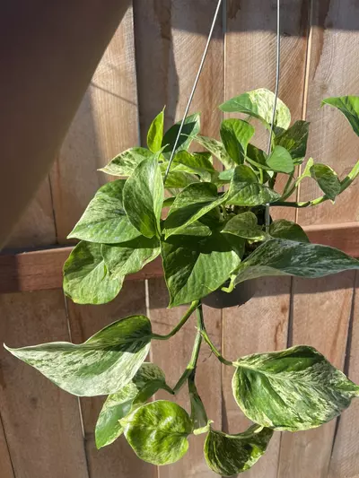 plant/Marble Queen Pothos-1-thumbnail